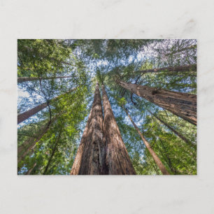 Carte Postale Redwood Trees Marin County, California
