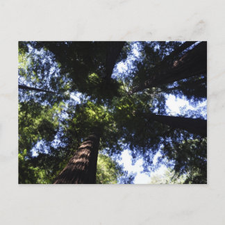 Carte Postale Redwoods