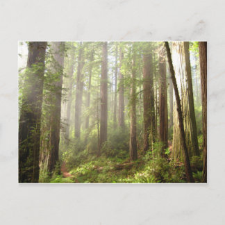 Carte Postale Redwoods