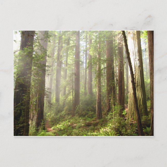 Carte Postale Redwoods (Devant)