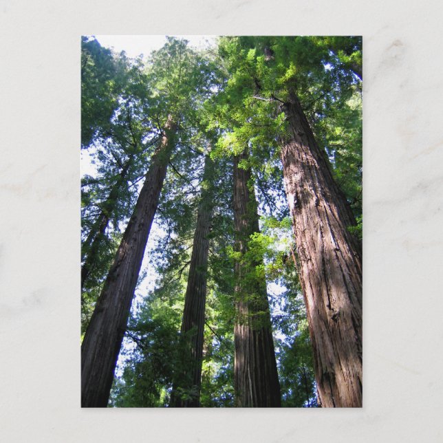 Carte postale Redwoods (Devant)