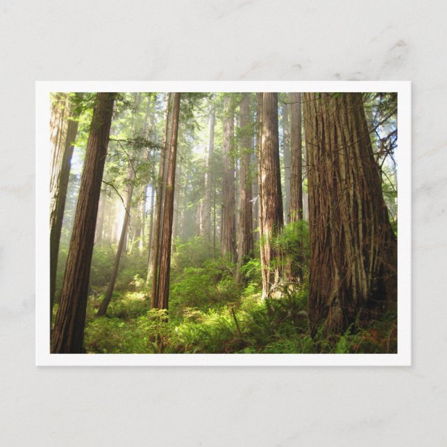 Carte Postale Redwoods (Devant)