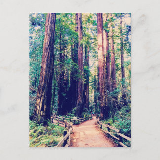 Carte Postale Redwoods de Californie