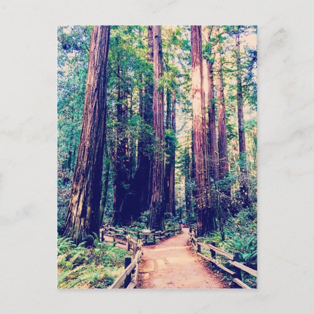 Carte Postale Redwoods de Californie (Devant)