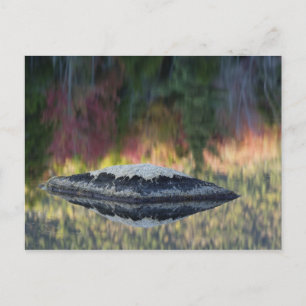 Carte Postale Reflet de roche et d'arbre, Lily Pond, Blanc