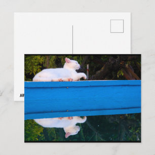Carte Postale Reflet d'un chat blanc