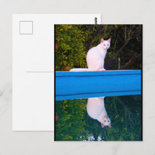 Carte Postale Reflet d'un portrait de chat blanc