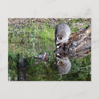 Carte Postale Réflexion Raccon