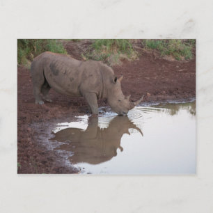 Carte postale Réflexion Rhino