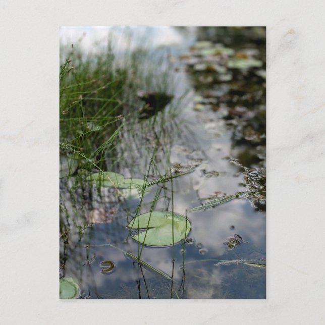 Carte Postale Réflexions au bord de l'eau (Devant)