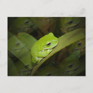 Carte postale Réflexions de grenouille