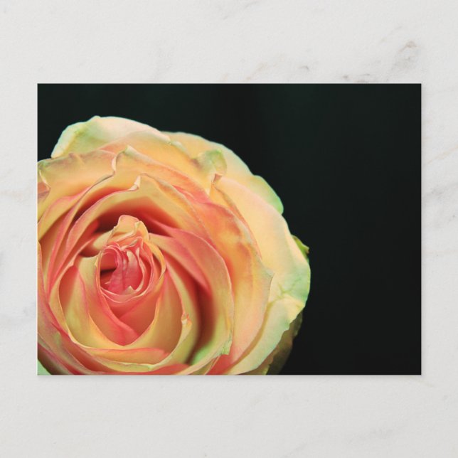 Carte Postale Réflexions du rose (Devant)