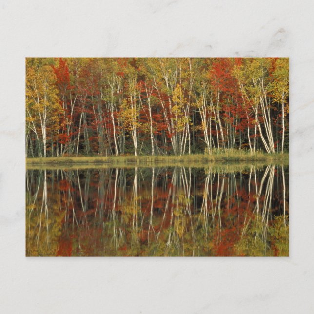 Carte Postale Réflexions sur le feuillage d'automne et les boule (Devant)