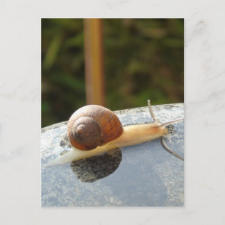 Carte Postale Refreshing Snail