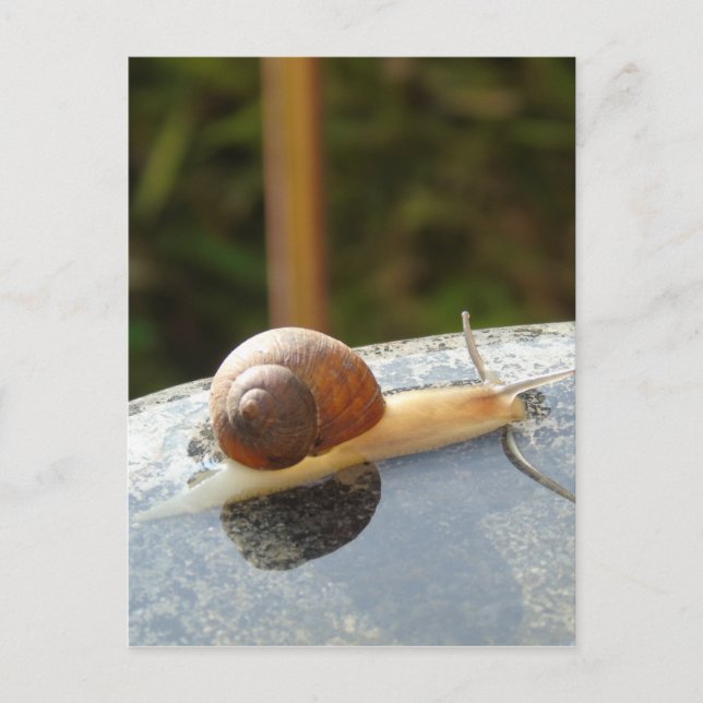 Carte Postale Refreshing Snail (Devant)