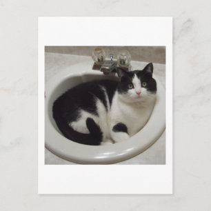 Carte Postale régal Amoureux des chats