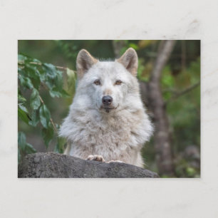 Carte Postale Regal Grey Wolf regarde à la caméra