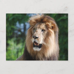 Carte postale Regal Lion