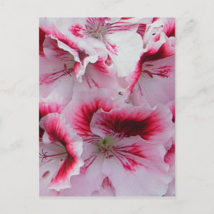 Carte postale Regal Pelargonium