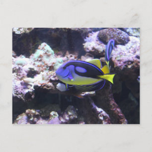 Carte Postale Regal Tang & Empereur Ange