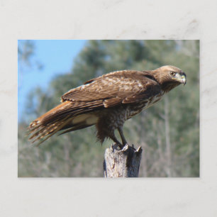 Carte Postale Regard de faucon à queue rouge