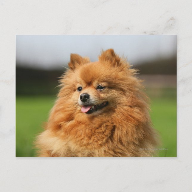 Carte Postale Regard de Pomeranian (Devant)