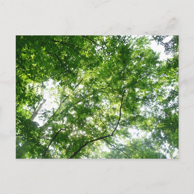 Carte Postale Regard sur les arbres d'été (Devant)