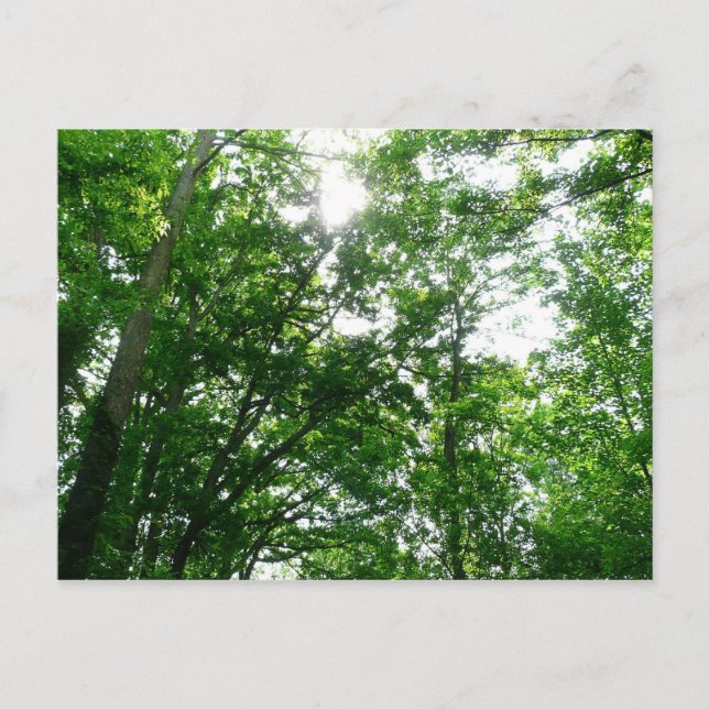 Carte Postale Regard sur les arbres d'été (Devant)