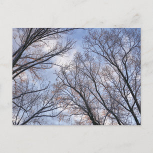 Carte Postale Regard sur les arbres du matin d'hiver