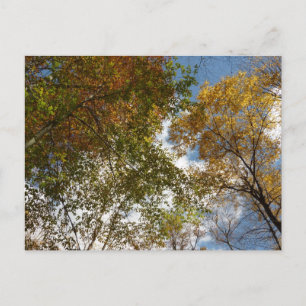 Carte Postale Regard sur les feuilles d'automne II Automne Natur