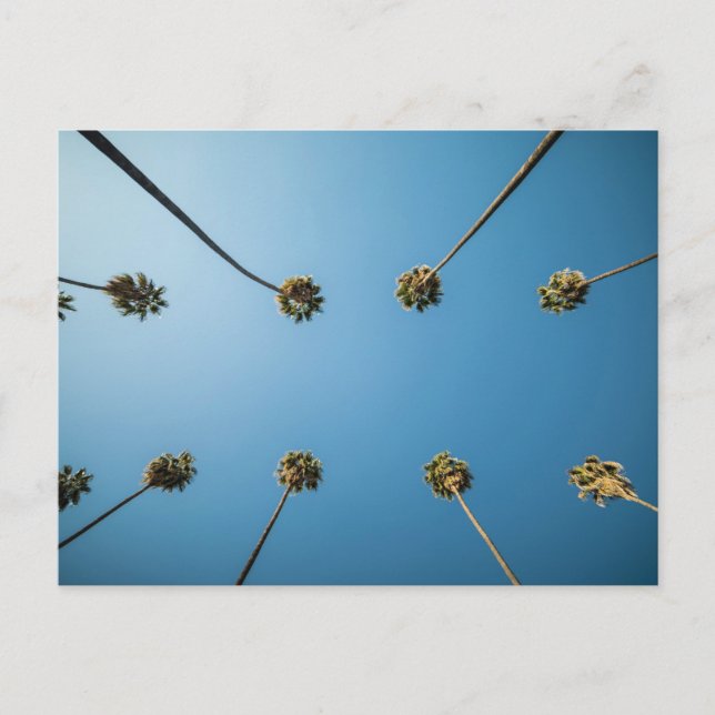 Carte Postale Regard Sur Les Palmiers (Altadena, CA) (Devant)