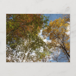 Carte Postale Regardant les feuilles d'automne II Nature automna