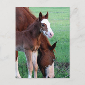 Carte Postale Regarde-moi !