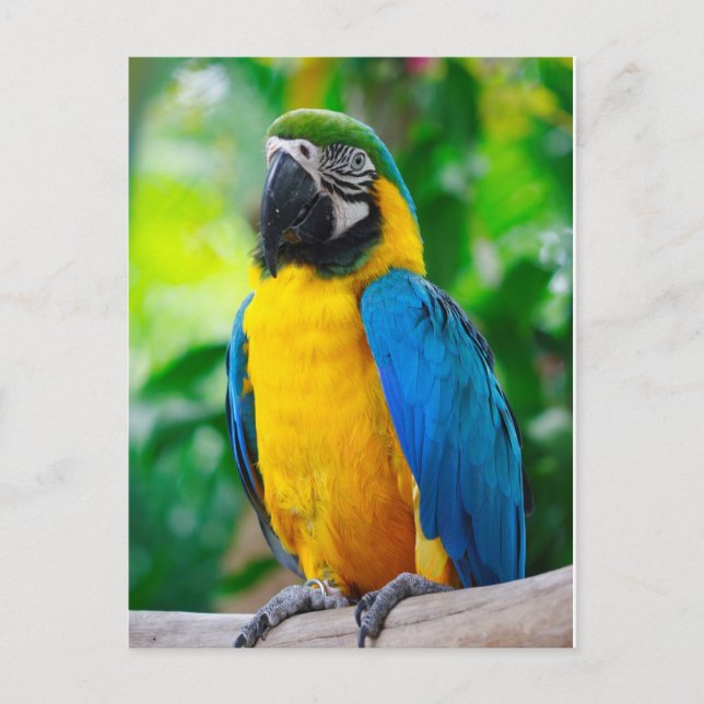 Carte Postale Regarde-moi (Devant)