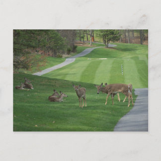 Carte Postale Regarder N Chilling