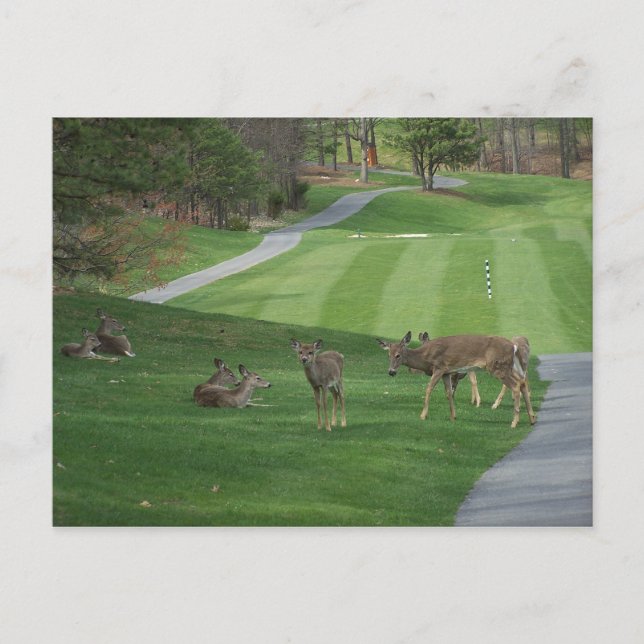 Carte Postale Regarder N Chilling (Devant)