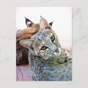 Carte Postale Regarder   Personnalisable