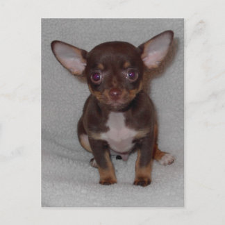 Carte Postale Règle 1 du Chihuahua