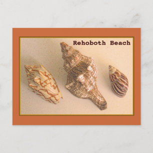 Carte postale Rehoboth Shells