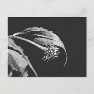 Carte Postale Réimpression de photo de fleur flétrie gothique