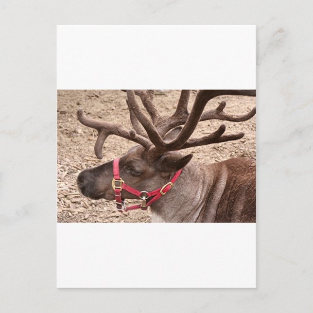 Carte Postale Reindeer près d'Anchorage, Alaska, USA (Devant)