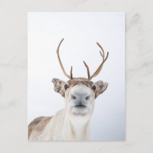 Carte Postale Reinder