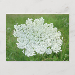 Carte Postale Reine Annes Lace