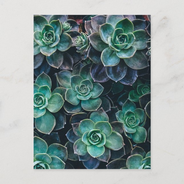 Carte Postale Relaxant Vert Bleu Succulent Cactus Plantes (Devant)