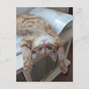 Carte Postale Relaxation de Kitty