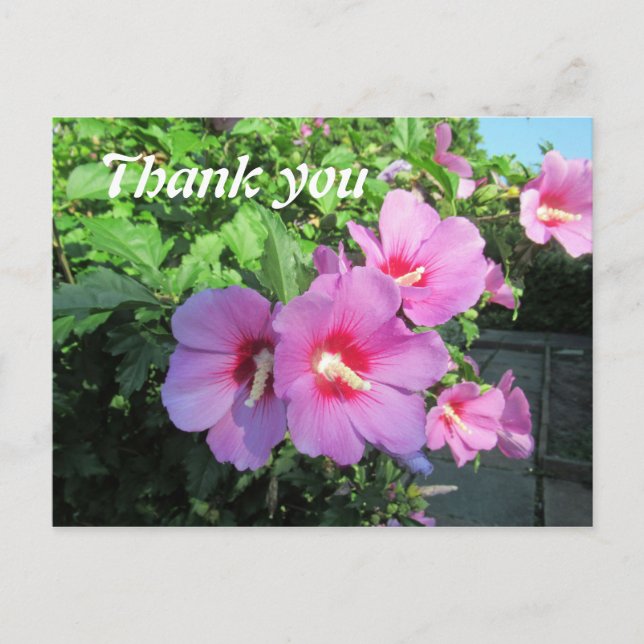 Carte Postale Remerciement de photographie florale rose (Devant)