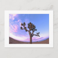 "Remous d'arbre de Joshua "