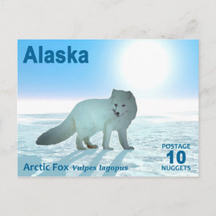 Carte Postale Renard arctique - Alaska Postage