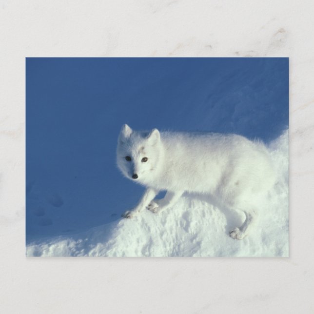 Carte Postale Renard arctique (Alopex lagopus) Un renard arctiqu (Devant)