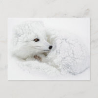 Renard arctique roulé en boule en hiver